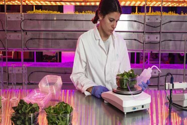 Vertical farm for vegan innovation Vertical farm for vegan innovation