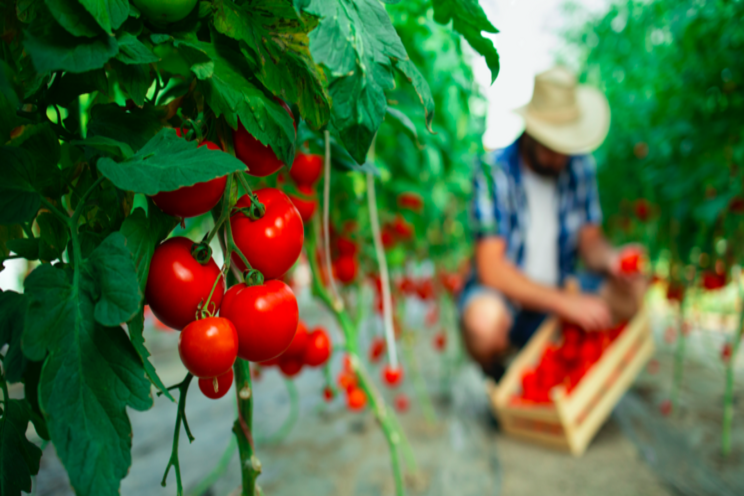 Red Sun Farms expands in Mexico, US and Canada Red Sun Farms expands in Mexico, US and Canada