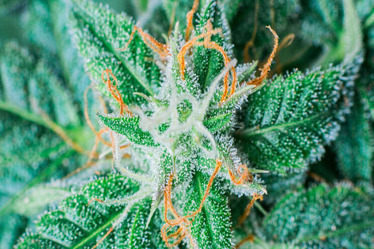 Coalition pushes for data-driven, sustainable cannabis cultivation Coalition pushes for data-driven, sustainable cannabis cultivation