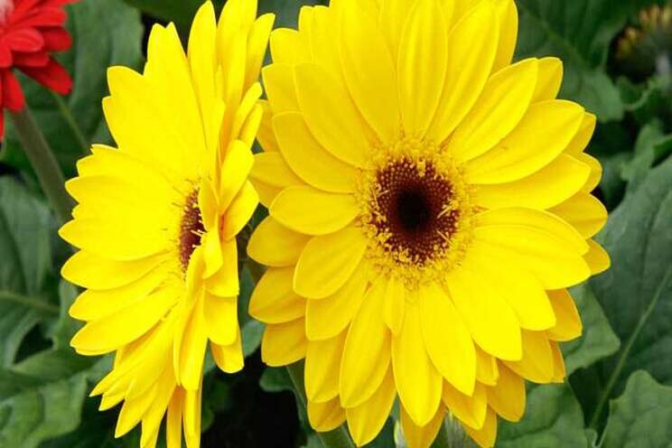More ornamental varieties that unite two independent colors More ornamental varieties that unite two independent colors