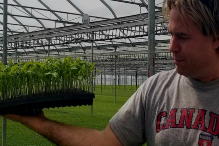 Tomato day video available now Tomato day video available now