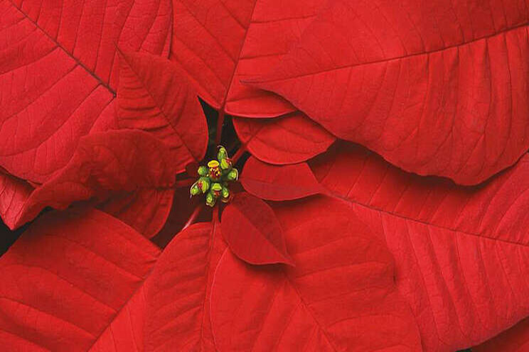Selecta One releases 2021 poinsettia catalogue Selecta One releases 2021 poinsettia catalogue