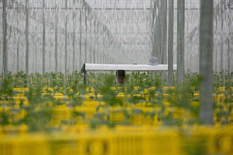 Ontario Greenhouse growers innovate Ontario Greenhouse growers innovate