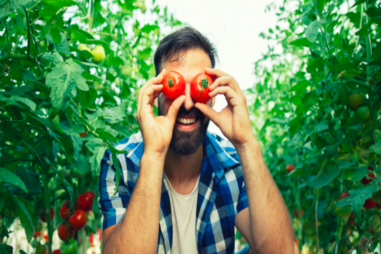 New sensor tech to boost tomato yield New sensor tech to boost tomato yield