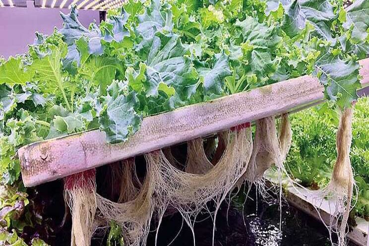 Vertical farming takes root in Taiwan Vertical farming takes root in Taiwan
