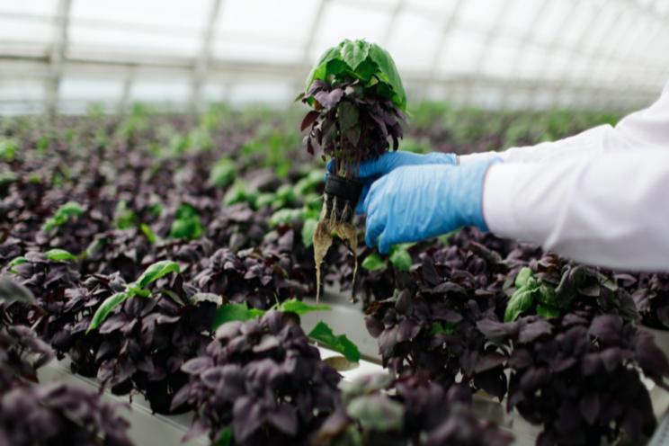 What can you grow in aeroponics? What can you grow in aeroponics?