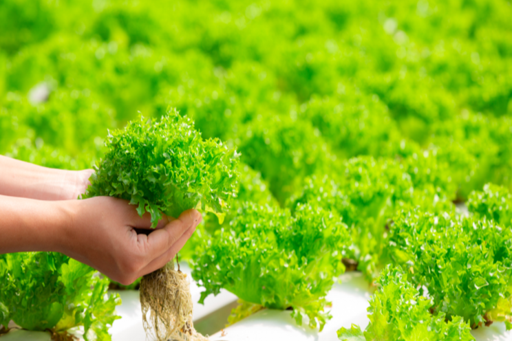 How hydroponics may be essential for urban agri How hydroponics may be essential for urban agri