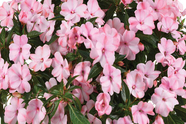 New Guinea impatiens harmony colorfall series New Guinea impatiens harmony colorfall series