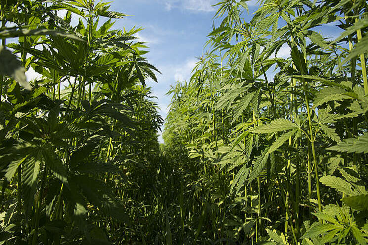 USDA's final hemp rule is positive step, but concerns remain USDA's final hemp rule is positive step, but concerns remain