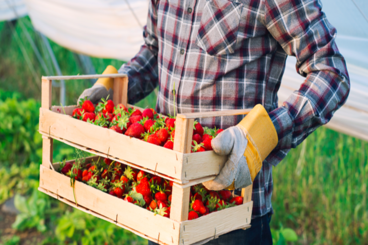 Plant growers in the spotlight as they prep for 2021 Plant growers in the spotlight as they prep for 2021