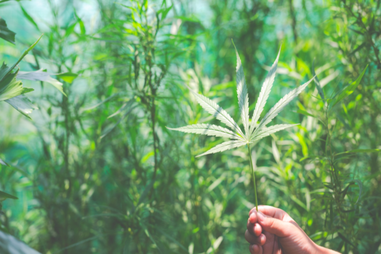 New organization to focus on sustainable cannabis production New organization to focus on sustainable cannabis production