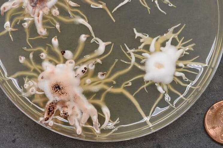 What COVID-19 testing can teach you about Ag diagnosis What COVID-19 testing can teach you about Ag diagnosis
