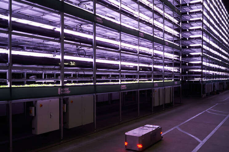 Vertical farming's sky-high ambitions cut short by EU Vertical farming's sky-high ambitions cut short by EU