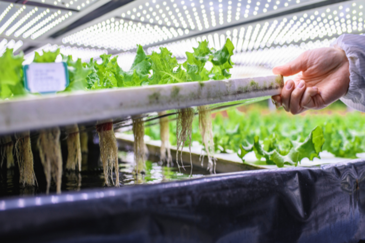 The capital expenses for vertical farms and greenhouses The capital expenses for vertical farms and greenhouses