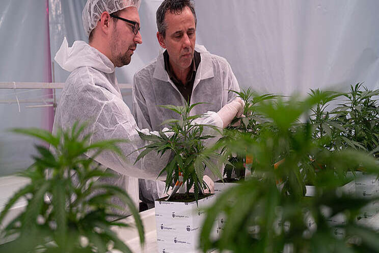 10 groundbreaking insights about Light Spectra for Cannabis 10 groundbreaking insights about Light Spectra for Cannabis