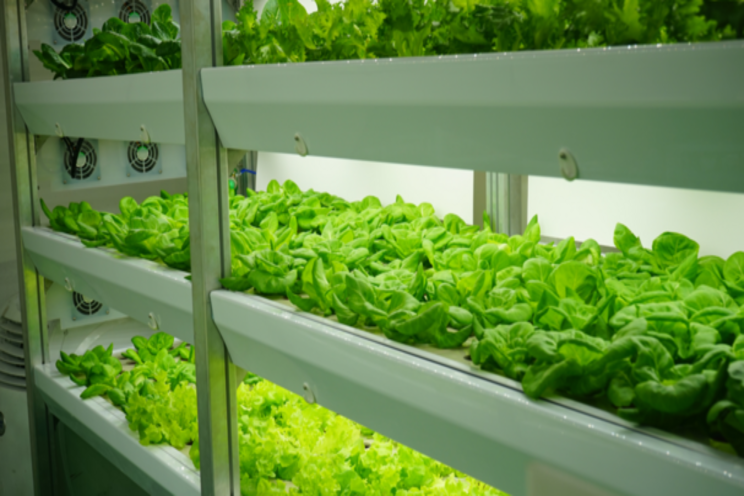 The carbon footprint of vertical farming and traditional farming The carbon footprint of vertical farming and traditional farming