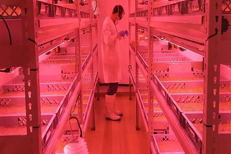 Developing and improving productivity in vertical farms Developing and improving productivity in vertical farms