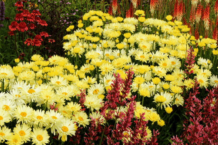 Terra Nova Nurseries' Pantone plant pairings for 2021 Terra Nova Nurseries' Pantone plant pairings for 2021