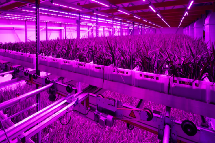 The largest vertical farm in one of the smallest countries The largest vertical farm in one of the smallest countries