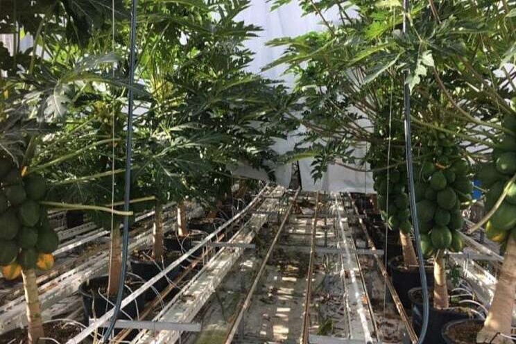 Papaya cultivation appears to be promising for Dutch growers Papaya cultivation appears to be promising for Dutch growers