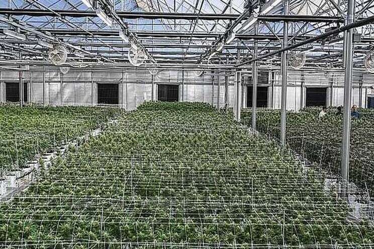 New Maine cannabis greenhouse is up and running New Maine cannabis greenhouse is up and running