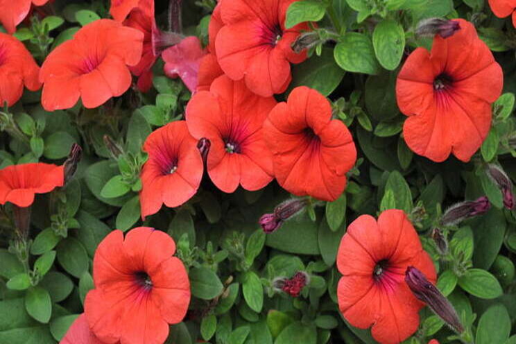USDA approves sale of orange petunias USDA approves sale of orange petunias