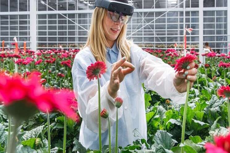 AR glasses also work in a greenhouse without WiFi AR glasses also work in a greenhouse without WiFi