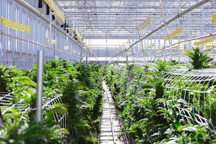 How two cannabis growers are building for the future How two cannabis growers are building for the future
