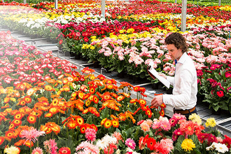 New collaboration on pot gerbera breeding New collaboration on pot gerbera breeding