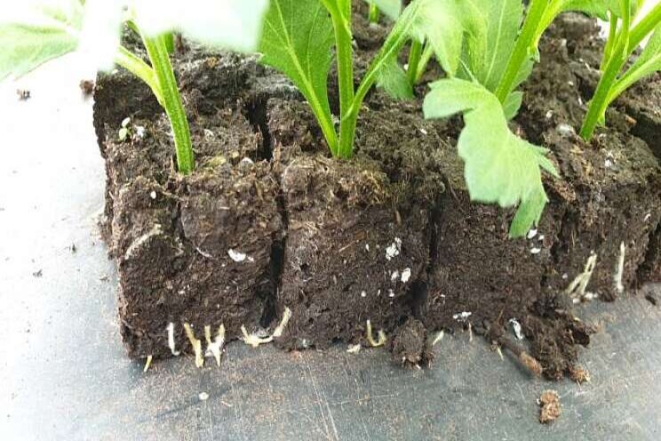 Research into organic residues as potting soil constituents Research into organic residues as potting soil constituents