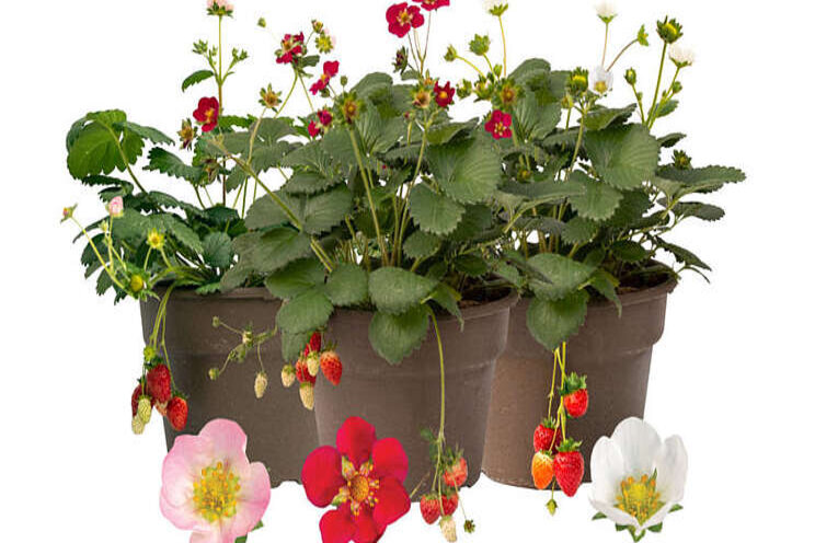 Bushel and Berry introduces three new strawberries Bushel and Berry introduces three new strawberries