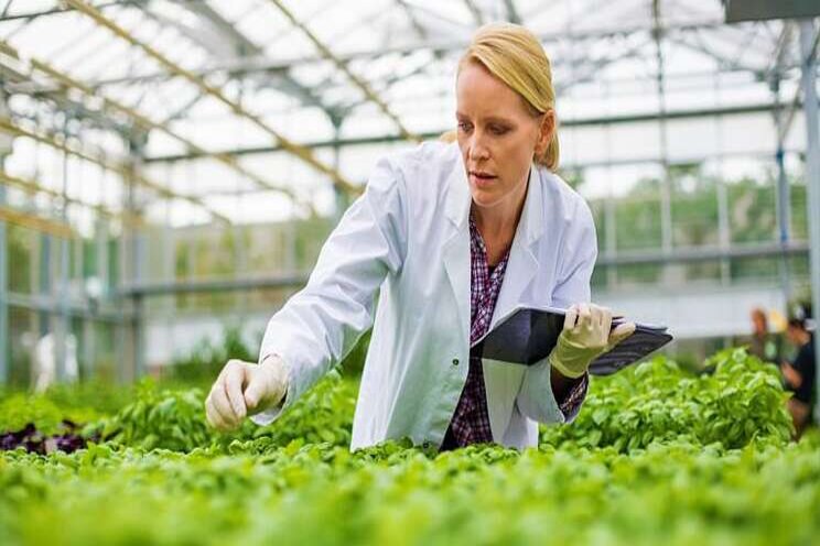 How AI can improve cannabis yield and security How AI can improve cannabis yield and security