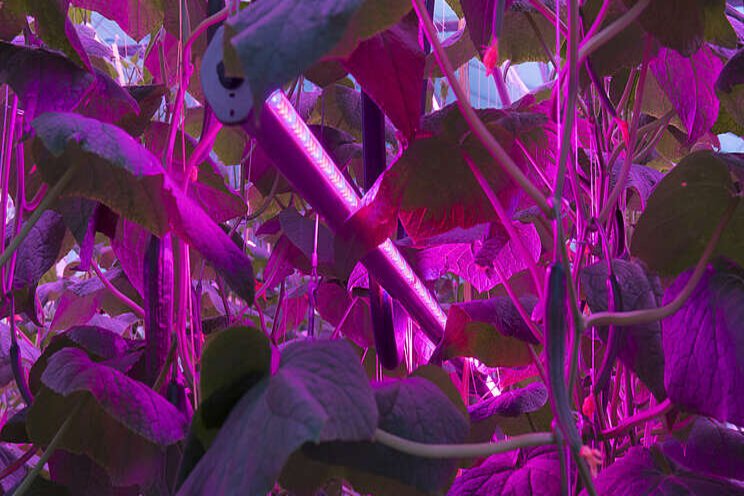 Albuna Farms sets up LED interlighting for cucumber crop Albuna Farms sets up LED interlighting for cucumber crop