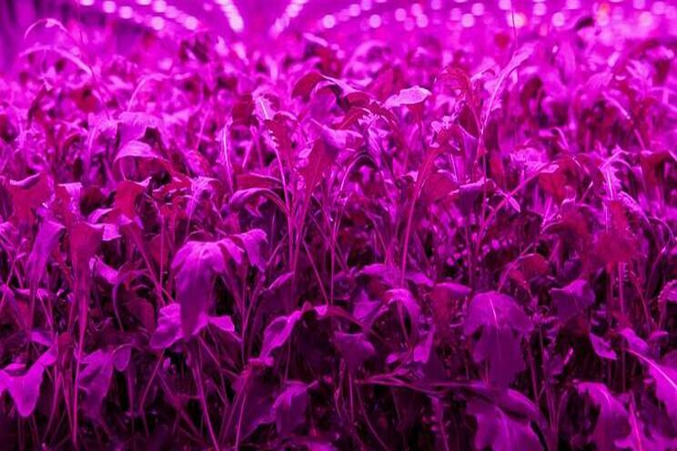 IPO planned to improve revenues indoors IPO planned to improve revenues indoors