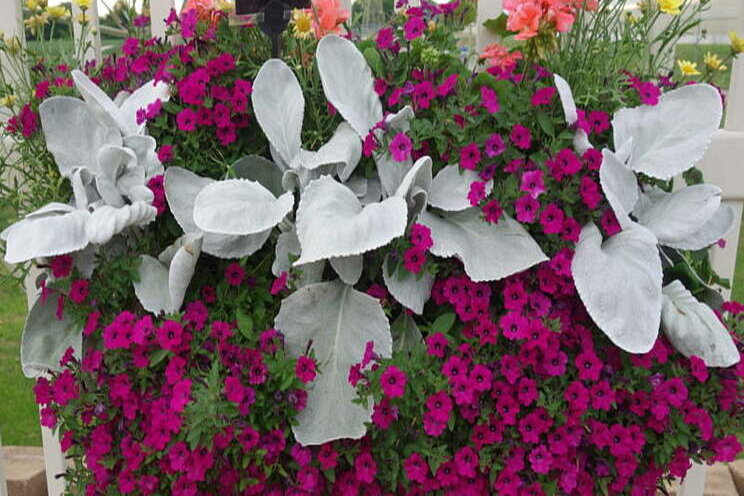 Novelty window box planters Novelty window box planters