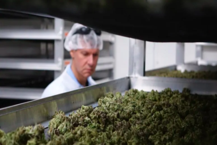 Aurora Cannabis laying off 214 workers Aurora Cannabis laying off 214 workers