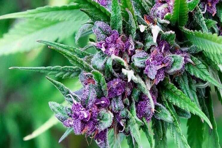 Best practices for greenhouse hemp propagation Best practices for greenhouse hemp propagation