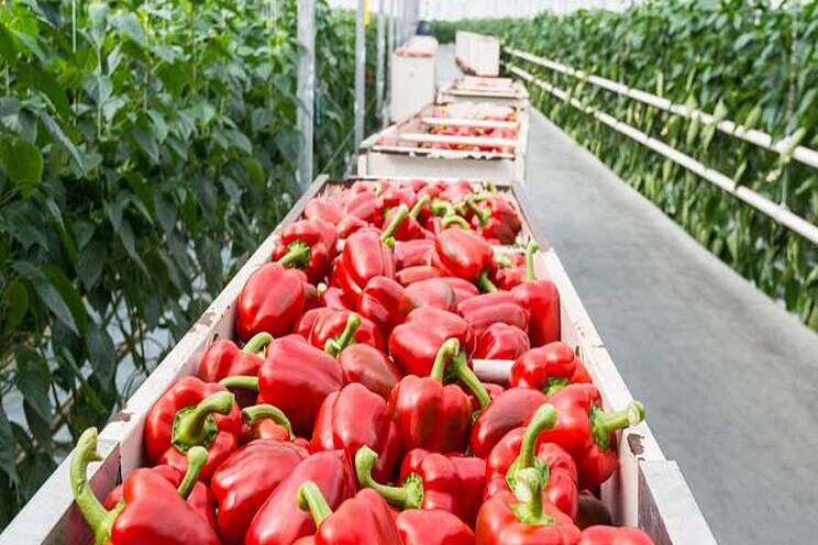 Scientists working to build better peppers Scientists working to build better peppers