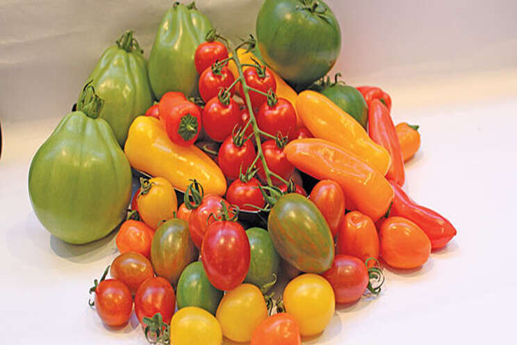 Speciality tomatoes succeed with fewer inputs Speciality tomatoes succeed with fewer inputs