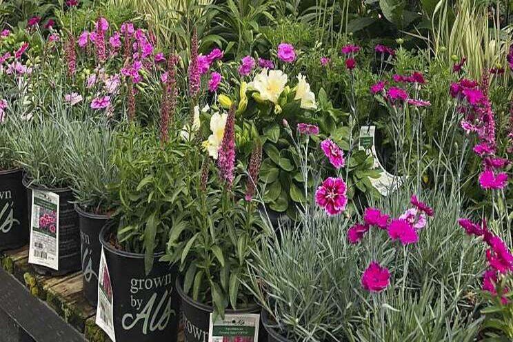 PPA offering hybrid grower event in 2021 PPA offering hybrid grower event in 2021