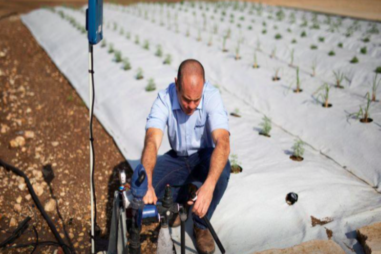 Drip irrigation emerges to solve rice paddy problem Drip irrigation emerges to solve rice paddy problem