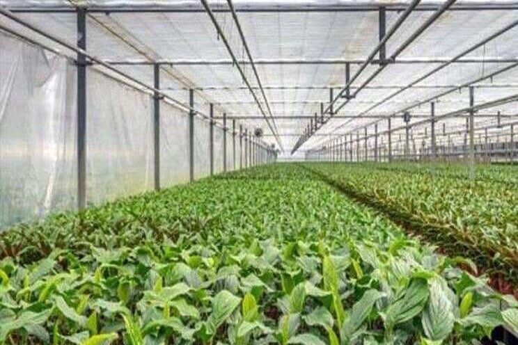 Greenhouse villages to sprout in Metro Manila Greenhouse villages to sprout in Metro Manila