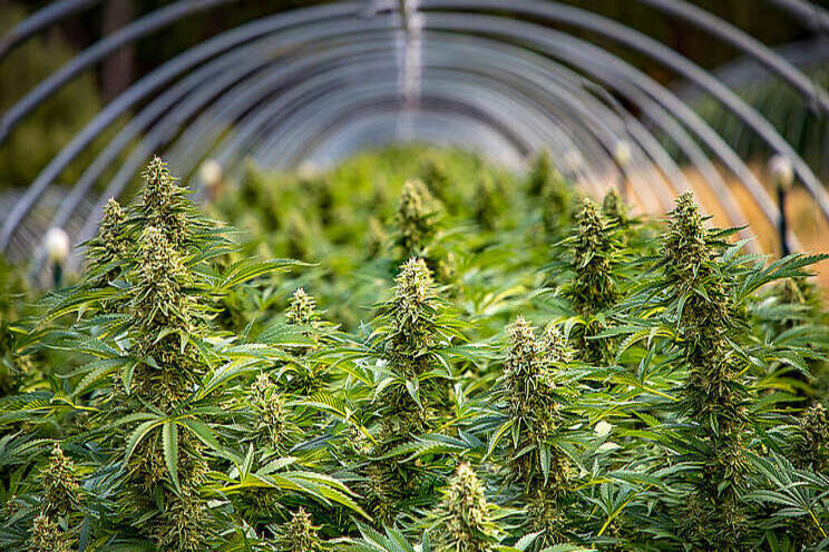 An introduction to HVACD for indoor plant environments An introduction to HVACD for indoor plant environments
