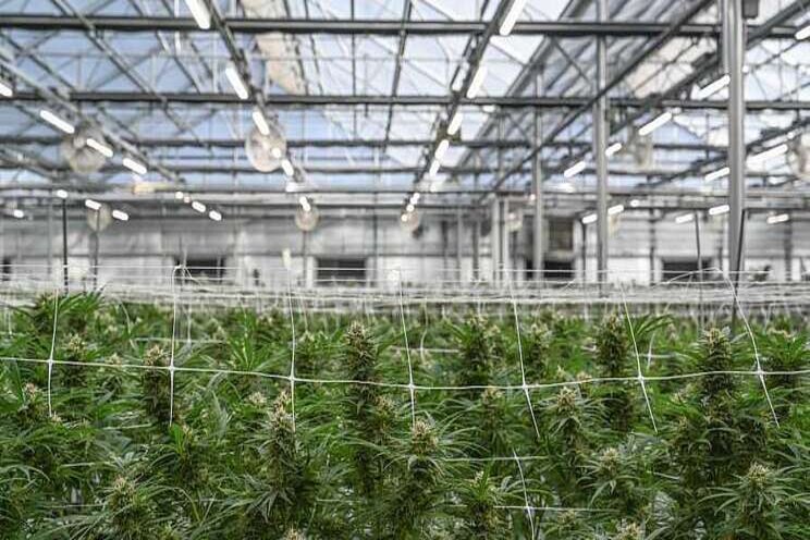 Why you are important in new greenhouse lighting regulations Why you are important in new greenhouse lighting regulations
