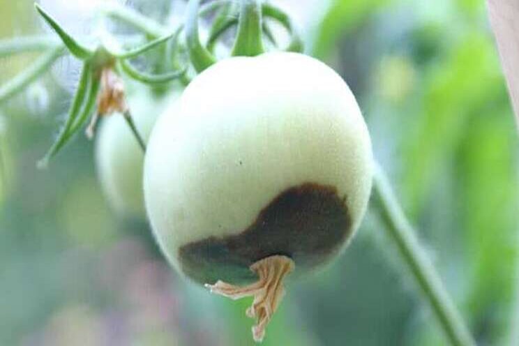 Battling blossom-end tot in tomatoes Battling blossom-end tot in tomatoes