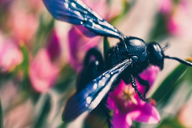 The tiny parasitic wasp that saved an industry The tiny parasitic wasp that saved an industry