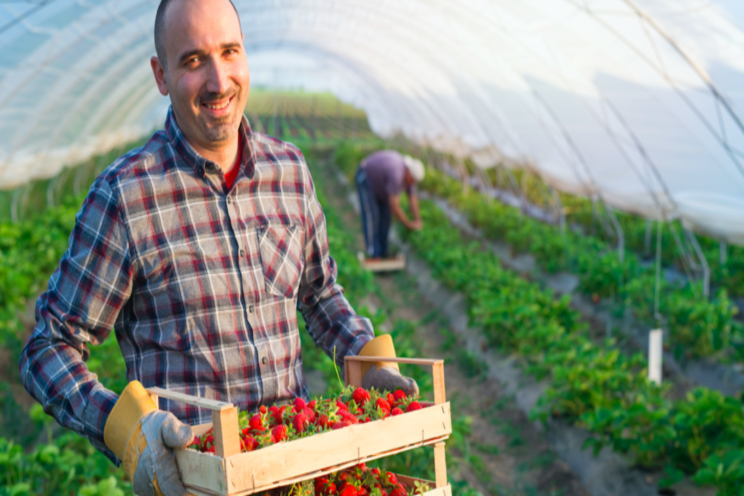PMRA expands use of biofungicide on greenhouse crops PMRA expands use of biofungicide on greenhouse crops