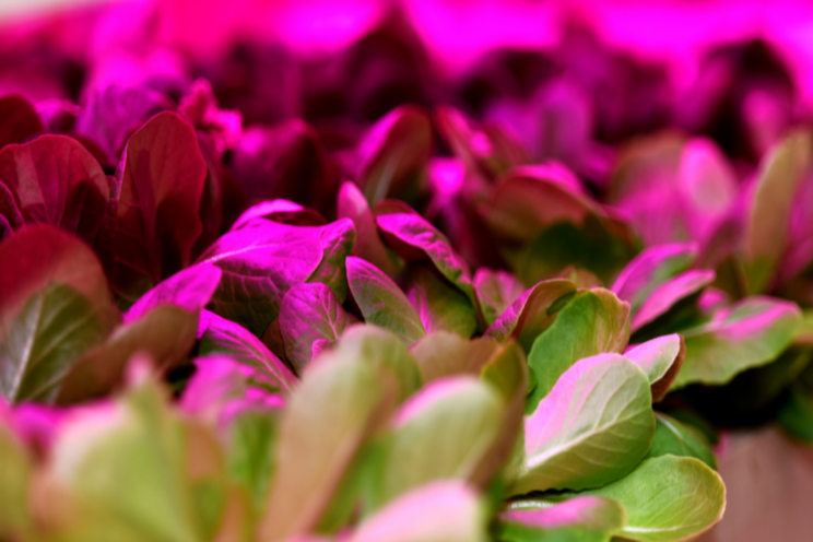 Key difference of growing vegetables vs. cannabis indoors Key difference of growing vegetables vs. cannabis indoors