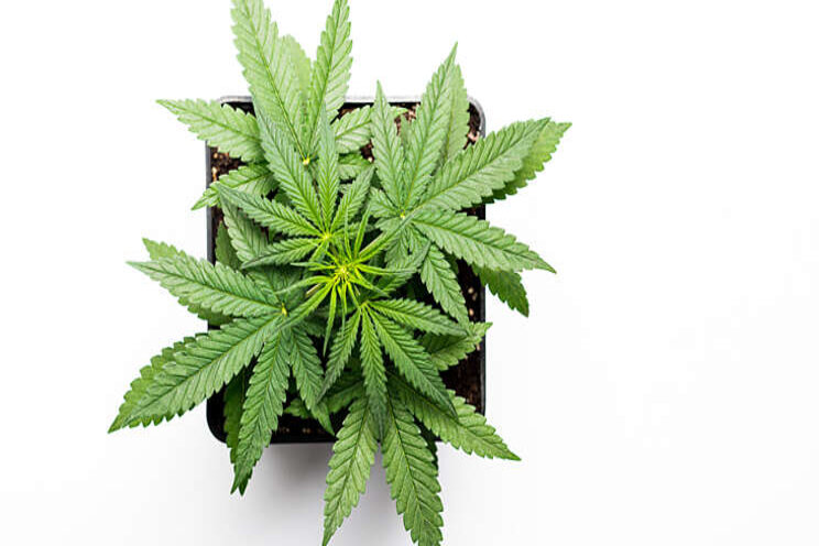 Finding safe genetics as a finished cannabis grower Finding safe genetics as a finished cannabis grower