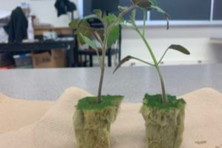 A guide to grafting tomatoes: Cornell's tips for success A guide to grafting tomatoes: Cornell's tips for success